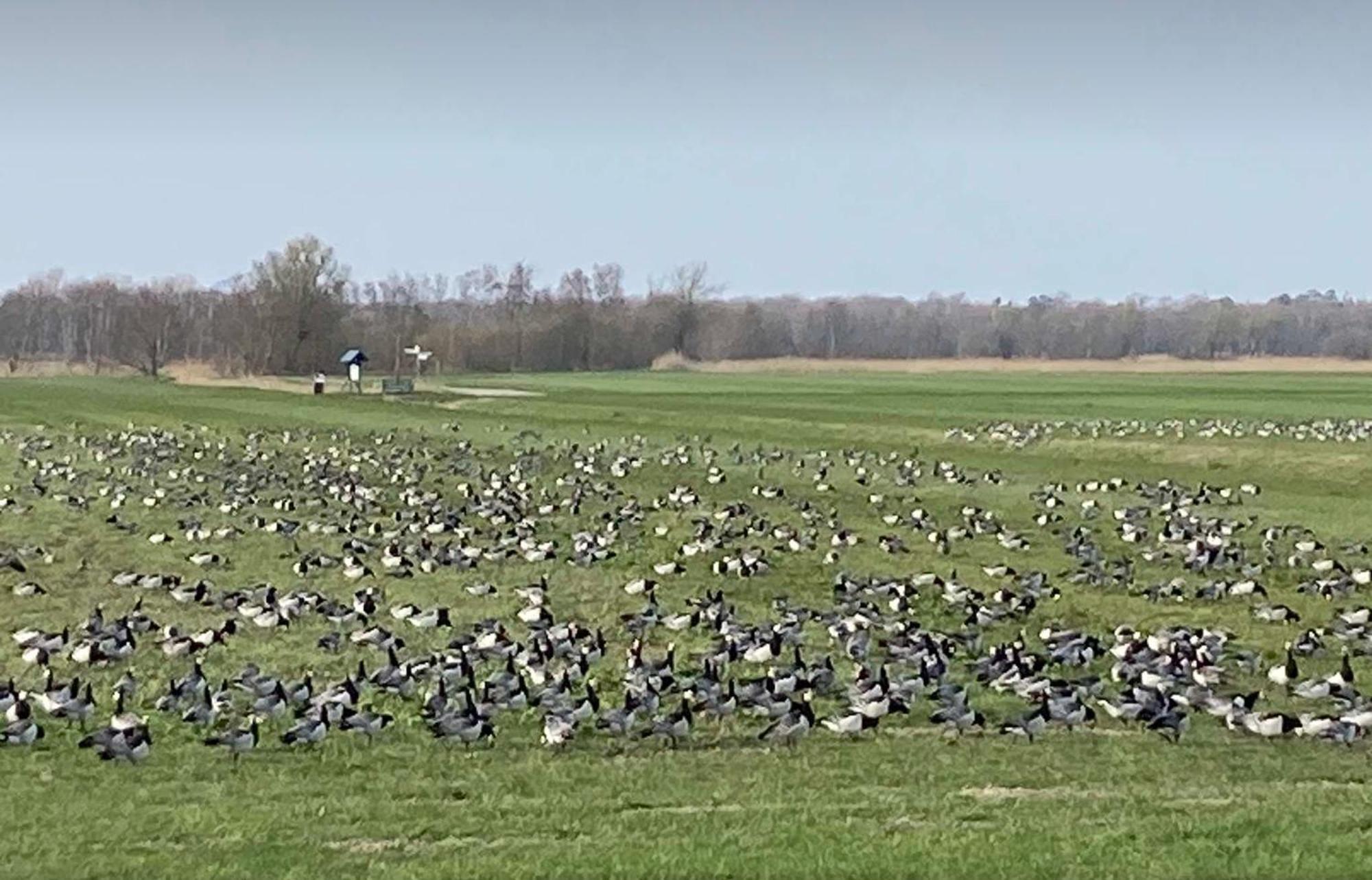 Appartamento Zum Froschkoenig Ahrenshoop Esterno foto